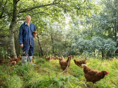 Farmer David Brass and his free range hens in their woodland range. Photo credit: Phil Formby, Woodland Trust Media Library. All Rights Reserved