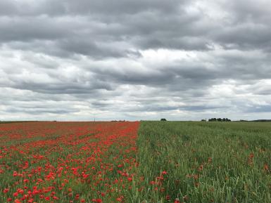 Different weed suppressive ability by a modern (left) and a historic (right) wheat variety grown in the same field. Credit: Mark Lea