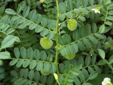 Dense leaves image