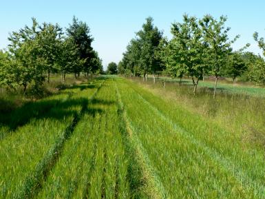 Agroforestry Wakelyns ORC