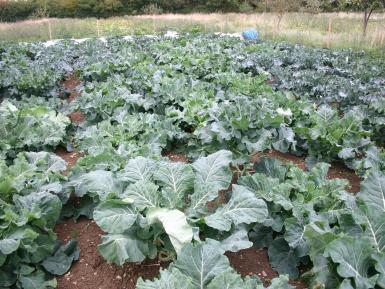 Broccoli - part of SOLIBAM trials at Wakelyns 