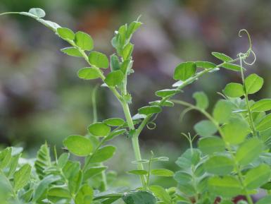 Vetch green manure