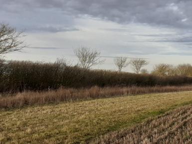 Field boundary at RSPB Hope Farm - © Richard Winspear