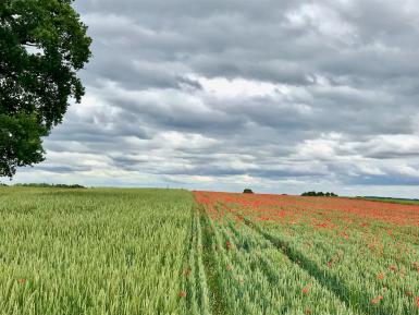 Green Acres, courtesy of Mark Lea. All Rights Reserved