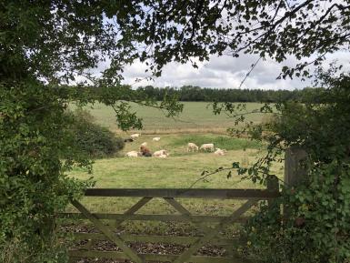 Delivering Greener Grassland - A Cross-Industry Partnership to Grow Pasture Based Solutions to Climate Change - Courtesy of Will Sibly, LEAF