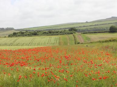 Wildflower headland, Peppering Farm