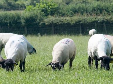 Farming UK Sheep