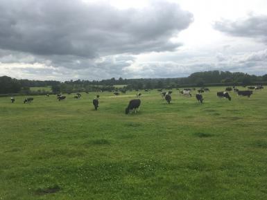 Dairy Cattle - Daylesford