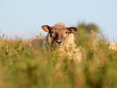 Sheep grazing on sainfoin at Honeydale Farm