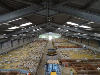 Lamb shed - Daylesford