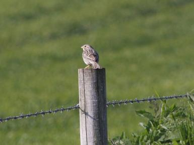 Corn_bunting