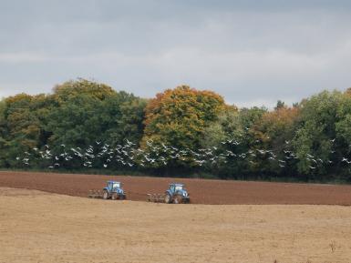 Daylesford organic, Ploughing & seagulls. Martin Morrell