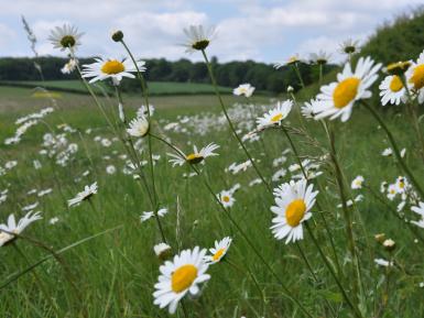 Sown field margin