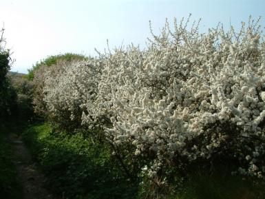 Blackthorn hedge