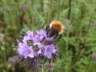 Bumblebee on phacelia, Daylesford