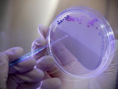 Bacteria isolated from the root system of a poplar tree.