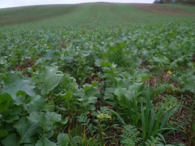 Phacelia, oats, oil radish and buckwheat