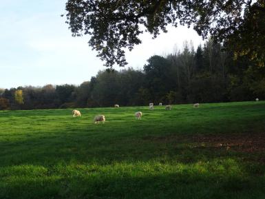 Daylesford Sheep