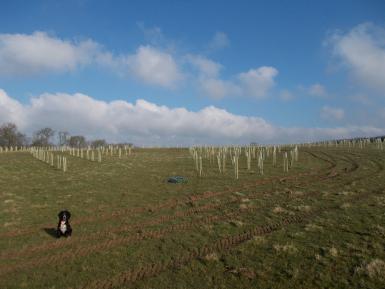 Large 10m rides cut through the different densities of the planting at the Allerton Trust