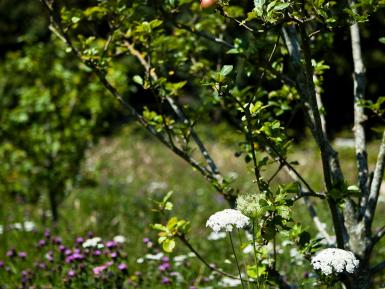 Daylesford Organic Market Garden. Martin Morrell