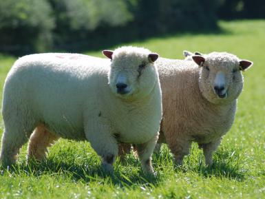 Ryeland Sheep,, Daylesford organic. Martin Morrell