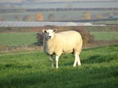 Daylesford Sheep