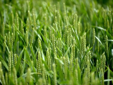 National Organic Cereals 2013