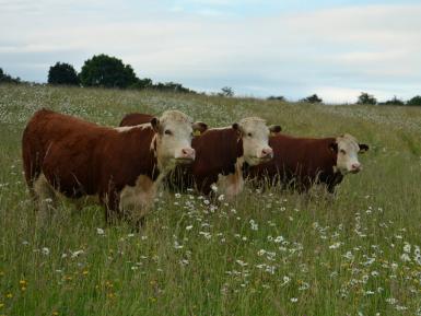 Herefords in wildflower meadow