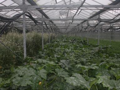 Glasshouse 2 - courgettes