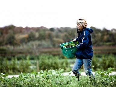 Daylesford Organic farm, Gloucestershire market garden. Martin Morrell