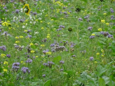 Pollinator Flower Mix, Allerton