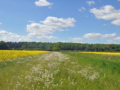 Wild flower strip between rape fields (1)