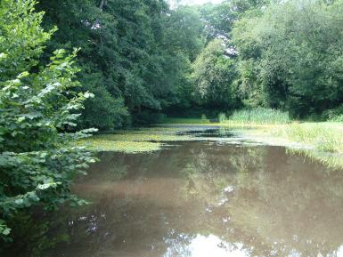 Riparian buffer, Camarthenshire