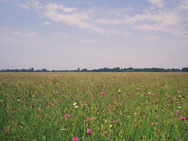 Species-rich grassland