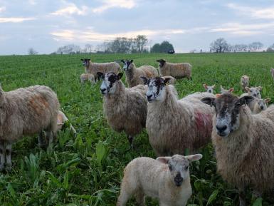 Ewes and Lambs Grazing Deep Rooting Four Year Herbal ley