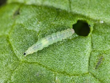 Plutella caterpillar damaging leaf