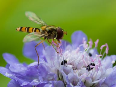 Marmalade Fly - Hoverfly