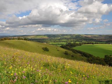 Flowers and view