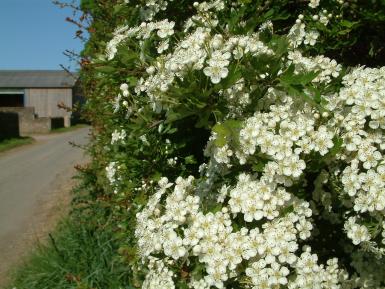 Roadside hawthorn hedge in May