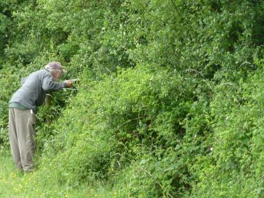 Assessing_hedgerows_for_biodiversity_protocol