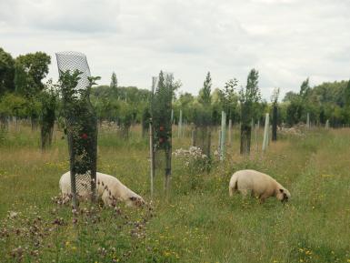 Sheep grazing amongst fruit trees at Home Farm, FarmEco Community Care Farm, Nottinghamshire