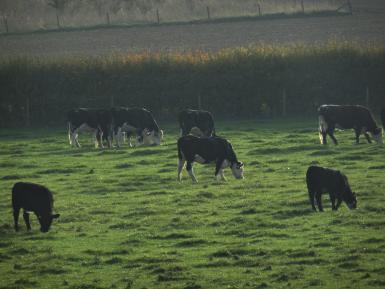 Daylesford Cattle