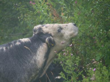 Sampling the hedgerow delights