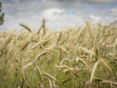 Rye, Nafferton Ecological Farming Group