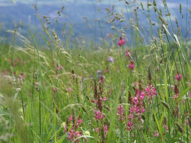 Sainfoin