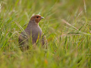 Grey Partridge