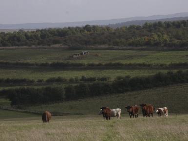 Cattle and agroforestry