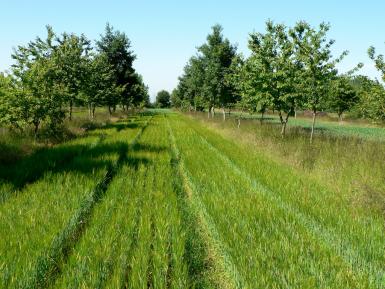 Wakelyns Agroforestry