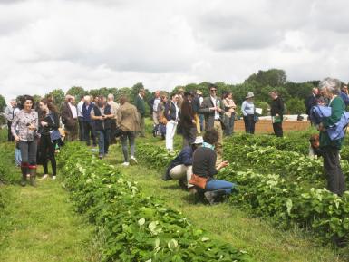 Scrumping strawberries in the market garden