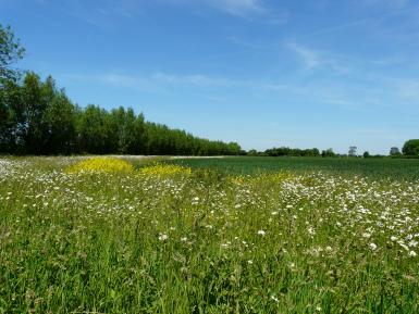 Field corner